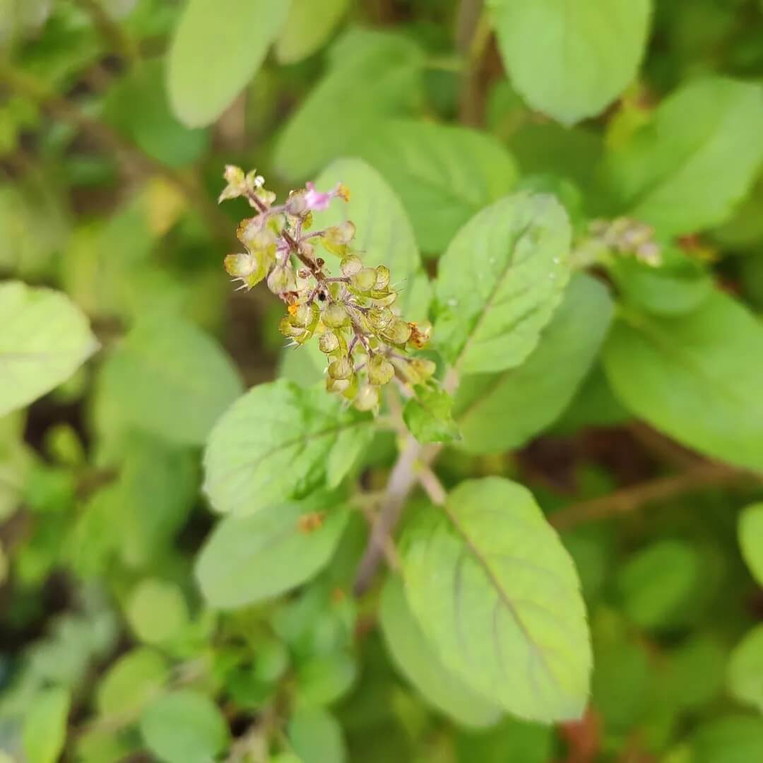 Ocimum Gratissimum Seeds - Herbal Plant