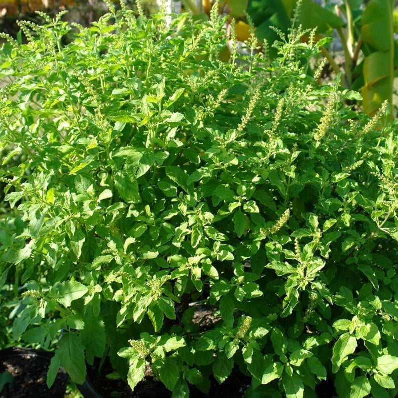 Ocimum Sanctum Holy Basil