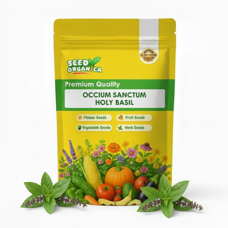Ocimum Sanctum Holy Basil