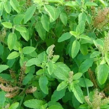 Ocimum Sanctum Holy Basil