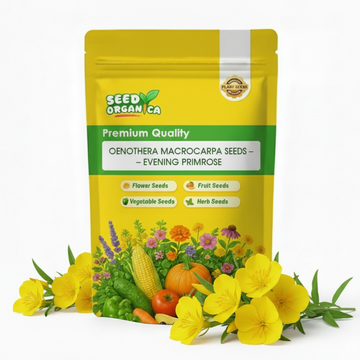 Oenothera Macrocarpa Seeds – Evening Primrose