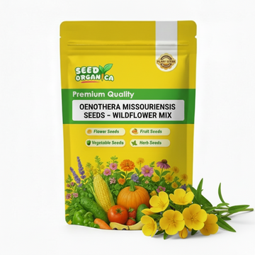 Oenothera Missouriensis Seeds – Wildflower Mix