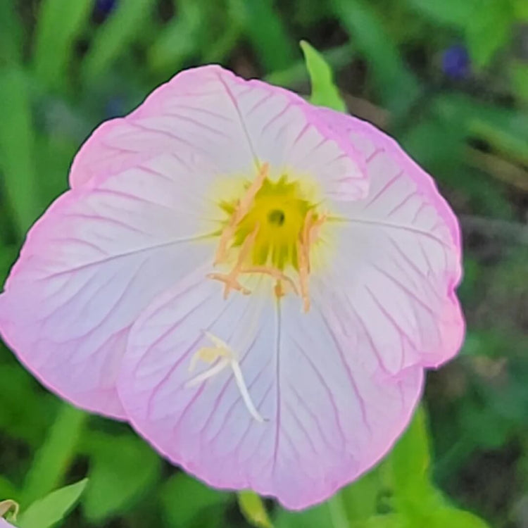 Oenothera Speciosa Seeds - Flower Plant
