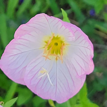 Oenothera Speciosa Seeds - Flower Plant