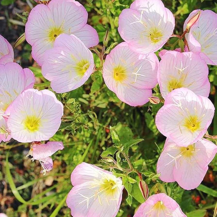 Oenothera Speciosa Seeds - Flower Plant