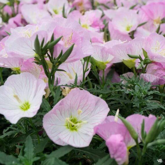 Oenothera Speciosa Seeds - Flower Plant