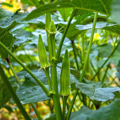 Okra Seeds