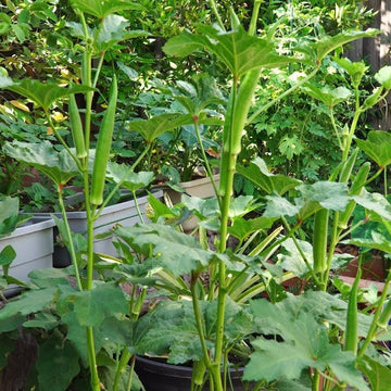 Okra Seeds - Nombo Giant Philippine