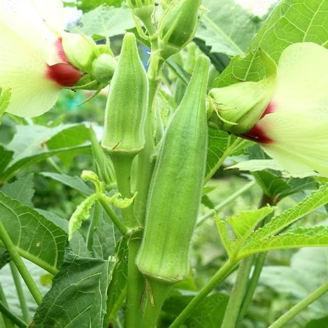 Okra Seeds – Abelmoschus esculentus
