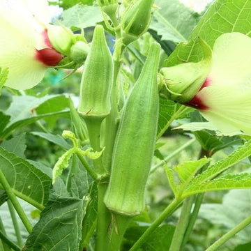 Okra Seeds – Abelmoschus esculentus