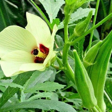 Okra Seeds – Abelmoschus esculentus