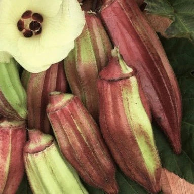 Okra Seeds – Hill Country Red