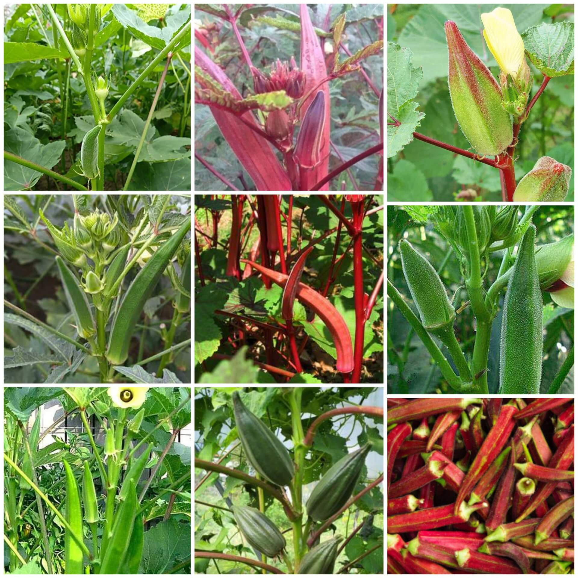 Okra Seeds - All In One For Home Gardens