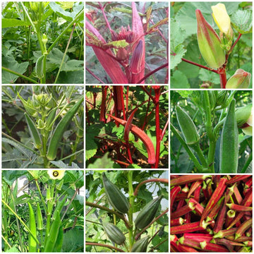Okra Seeds - All In One For Home Gardens