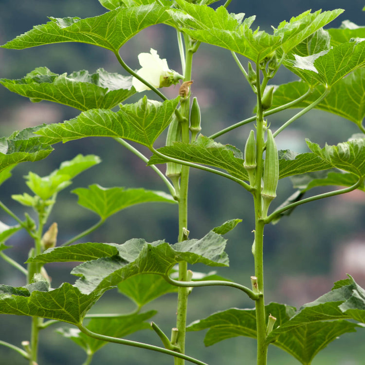 Okra Seeds - All In One For Home Gardens