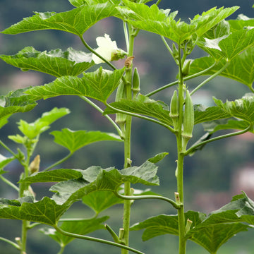 Okra Seeds - All In One For Home Gardens