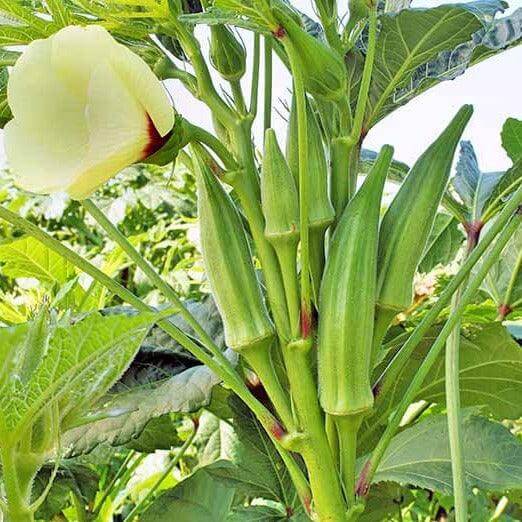 Okra Seeds - All In One For Home Gardens