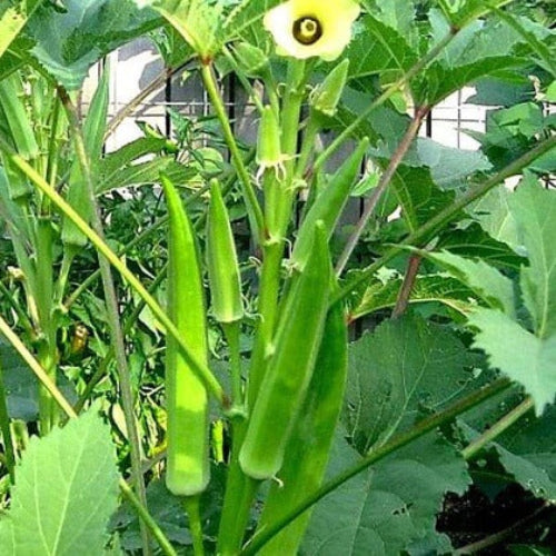 Okra Seeds - All In One For Home Gardens