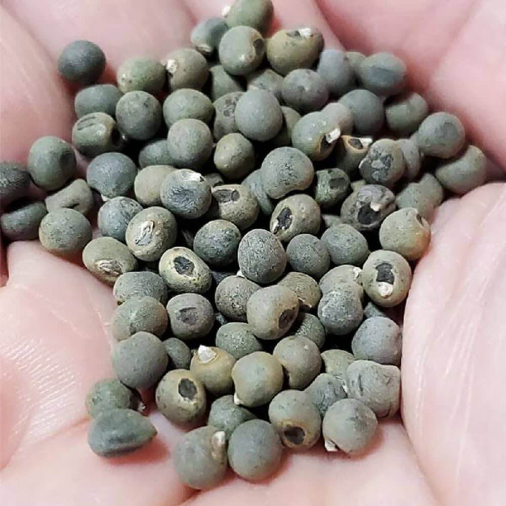Okra Seeds - All In One For Home Gardens