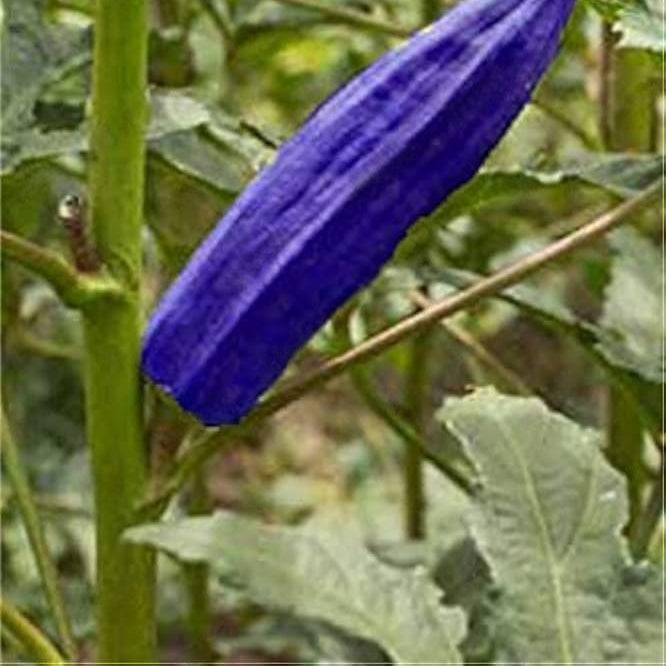Okra Seeds – Blue