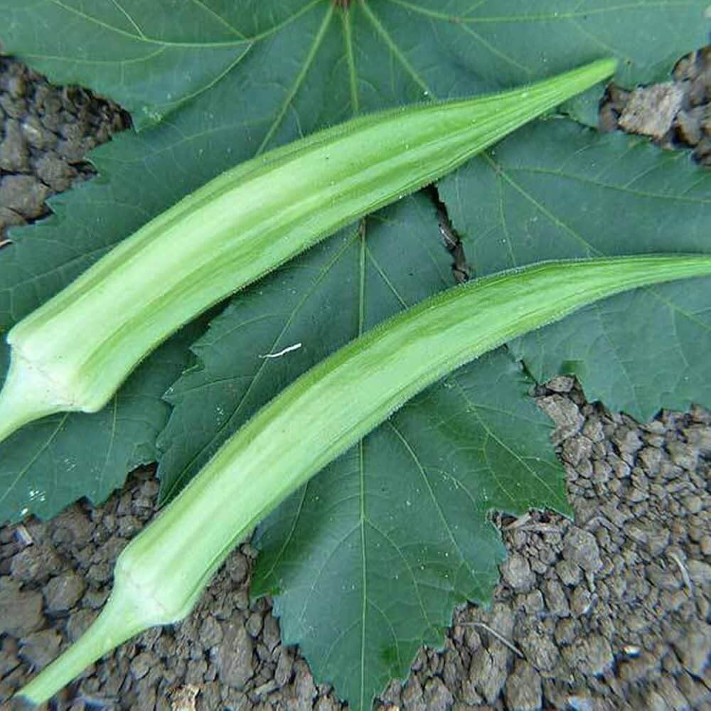 Okra Seeds – Cow Horn