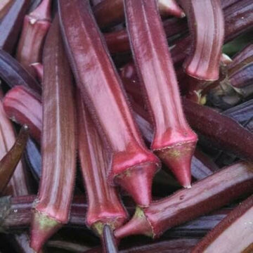 Okra Seeds – Maroon Red 