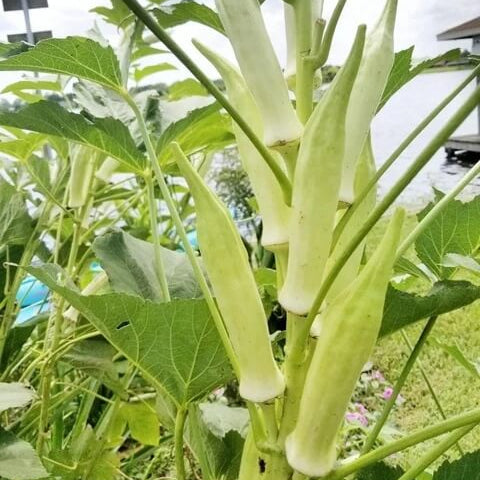 Okra Seeds – White