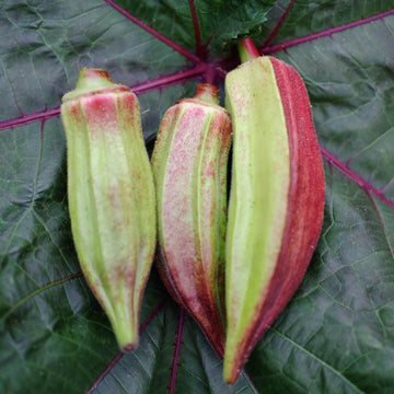 Okra Seeds – Red & Green