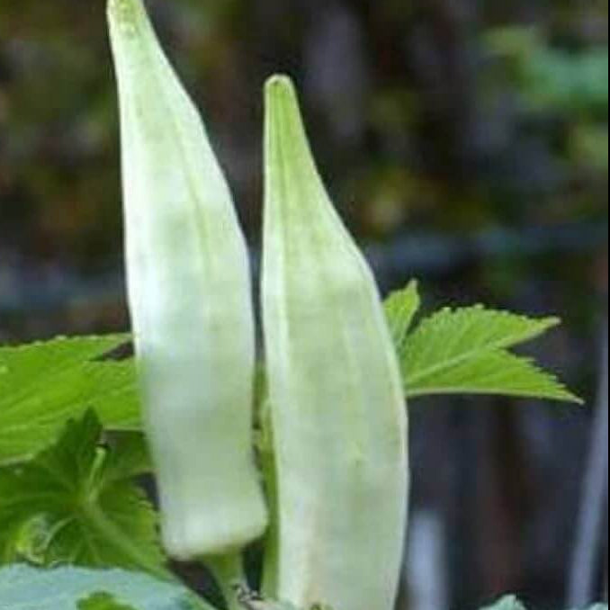 Okra Seeds – White