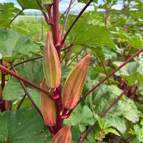 Okra Seeds – Red & Green