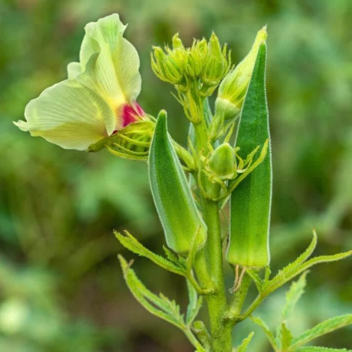 Okra Seeds – Abelmoschus esculentus