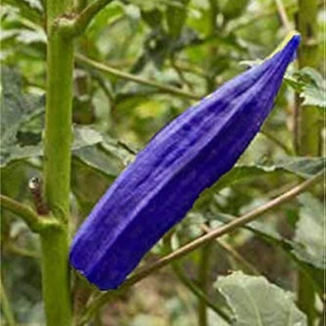 Okra Seeds – Blue