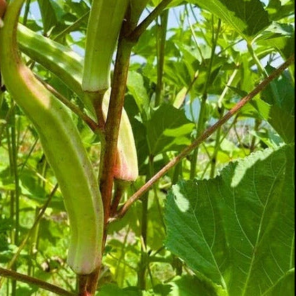 Okra Seeds – Cow Horn