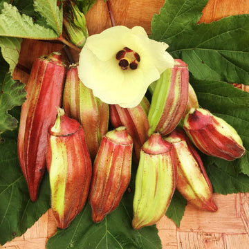 Okra Seeds – Hill Country Red
