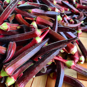 Okra Seeds – Maroon Red 