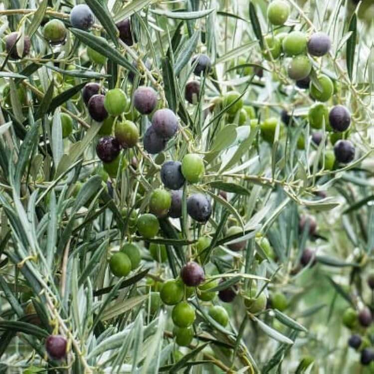 Olive Seeds - Arbequina