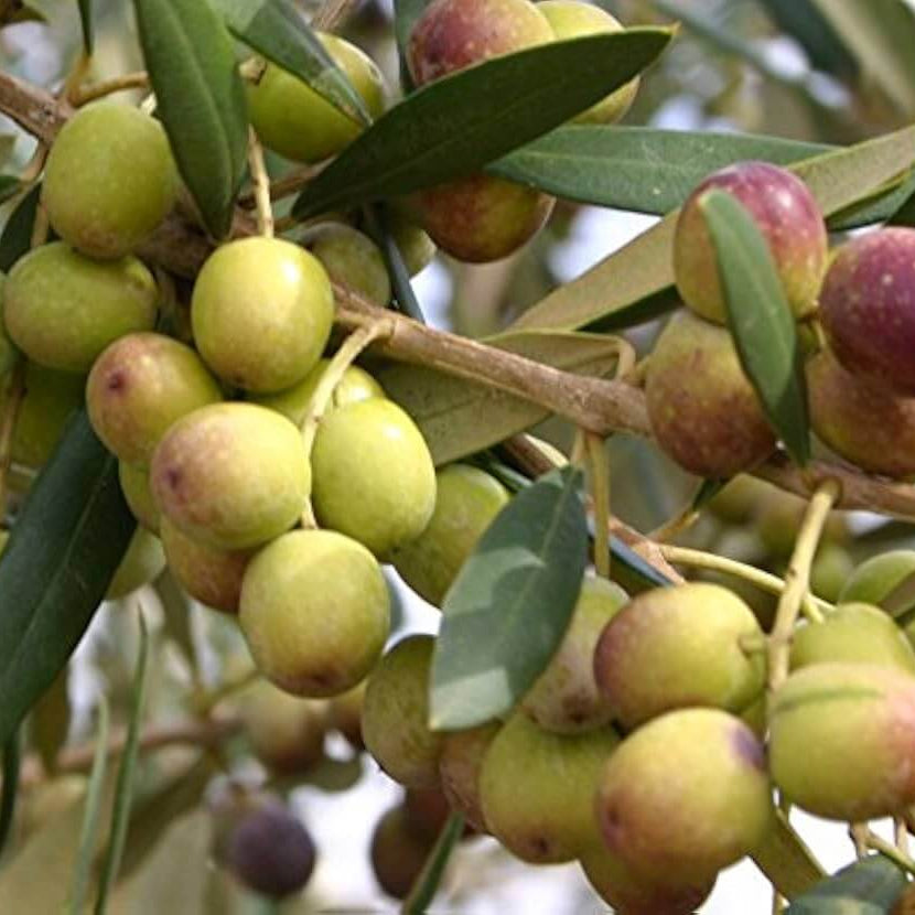 Olive Seeds - Arbequina