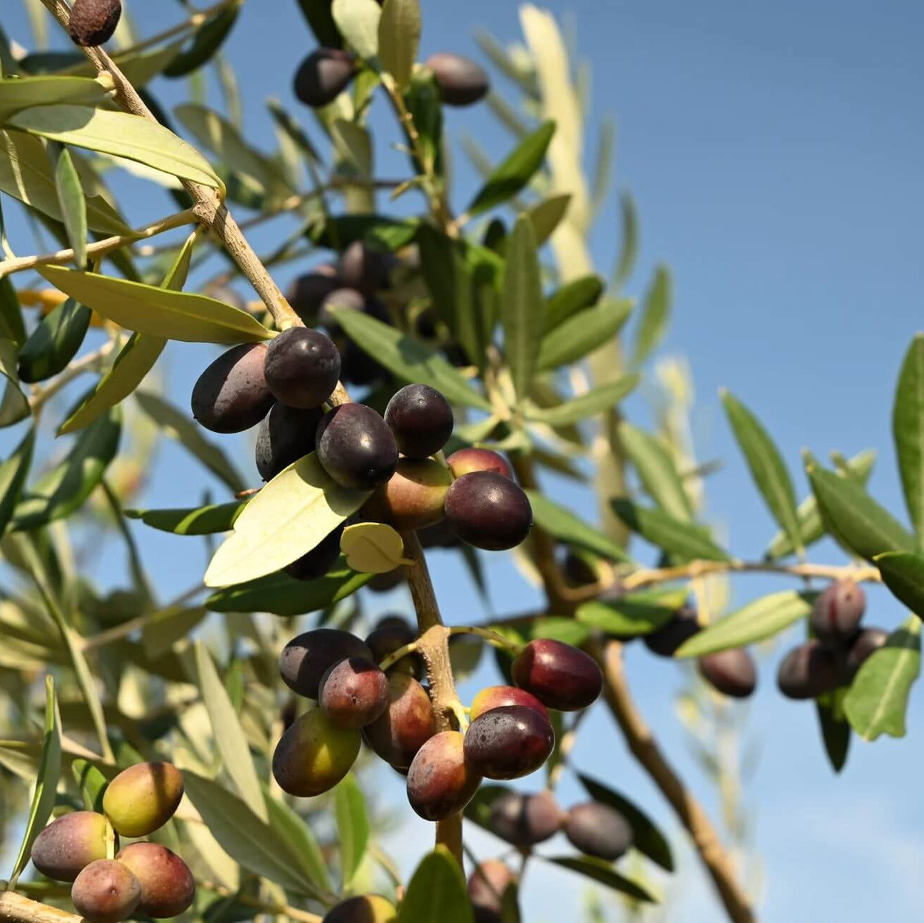 Olive Seeds - Canino