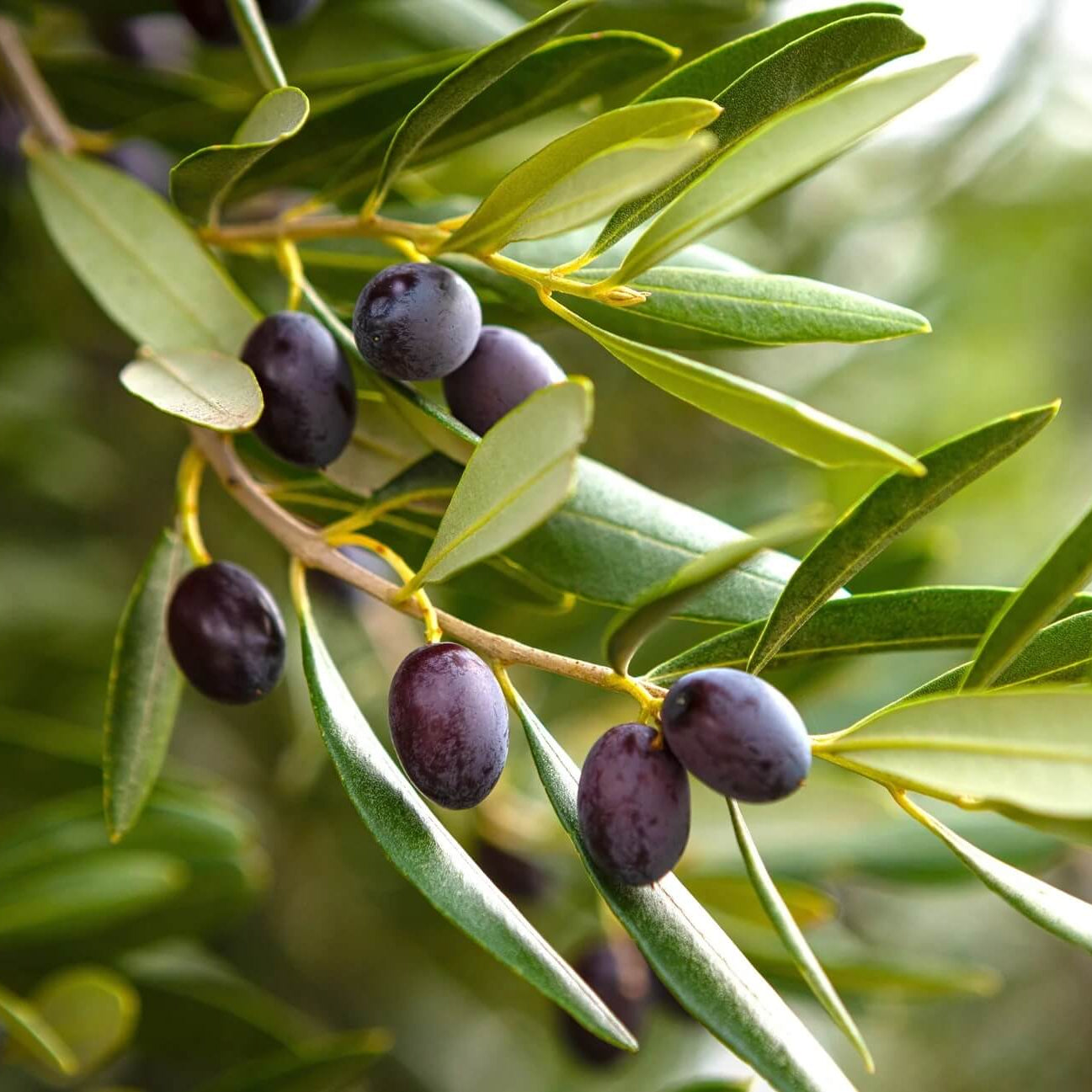 Olive Seeds - Canino