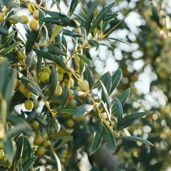 Olive Seeds - Arbequina