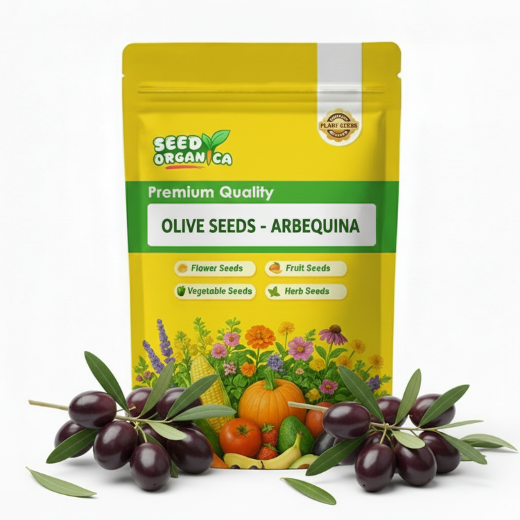 Olive Seeds - Arbequina