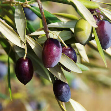 Olive Seeds - Canino