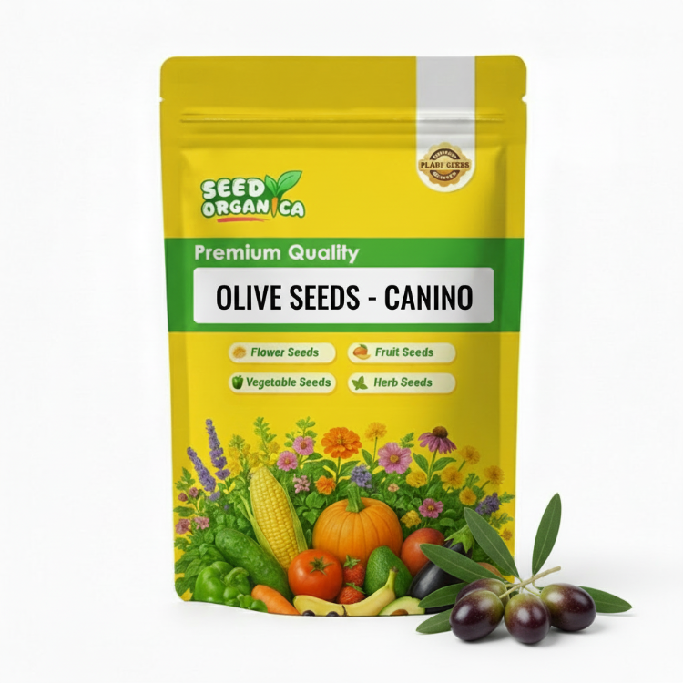 Olive Seeds - Canino