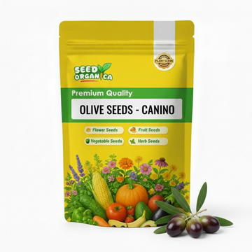 Olive Seeds - Canino