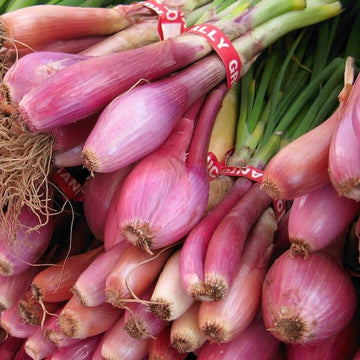 Onion Seeds – Tropeana Lunga Heirloom