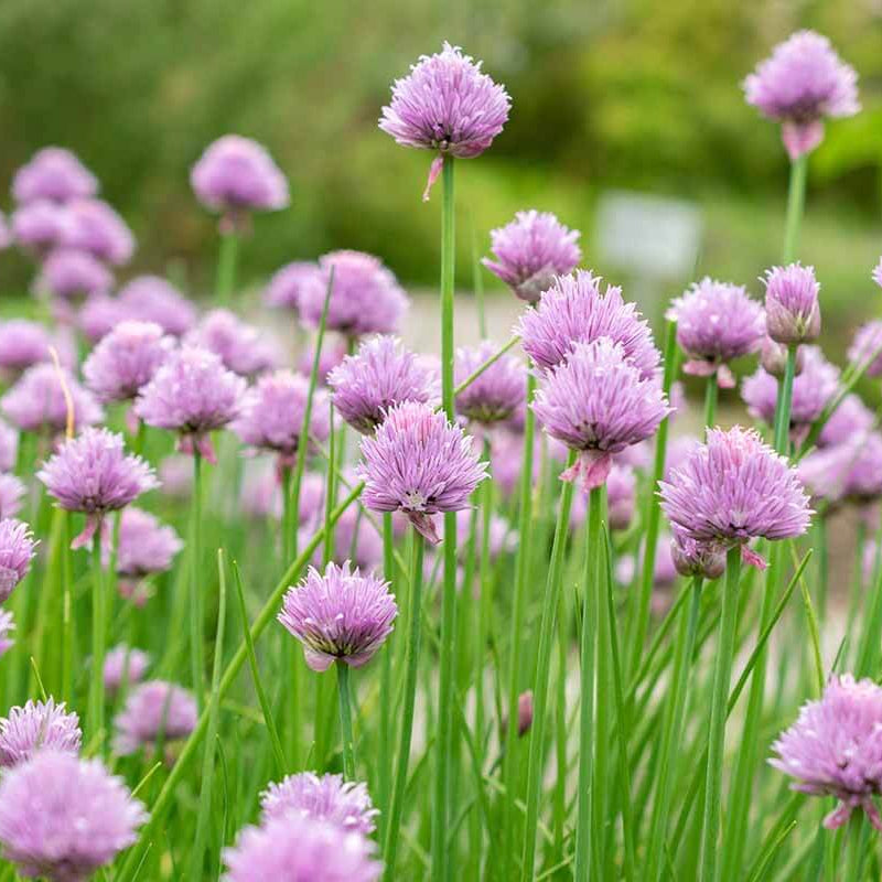 Onion Chive Seeds – Allium schoenoprasum
