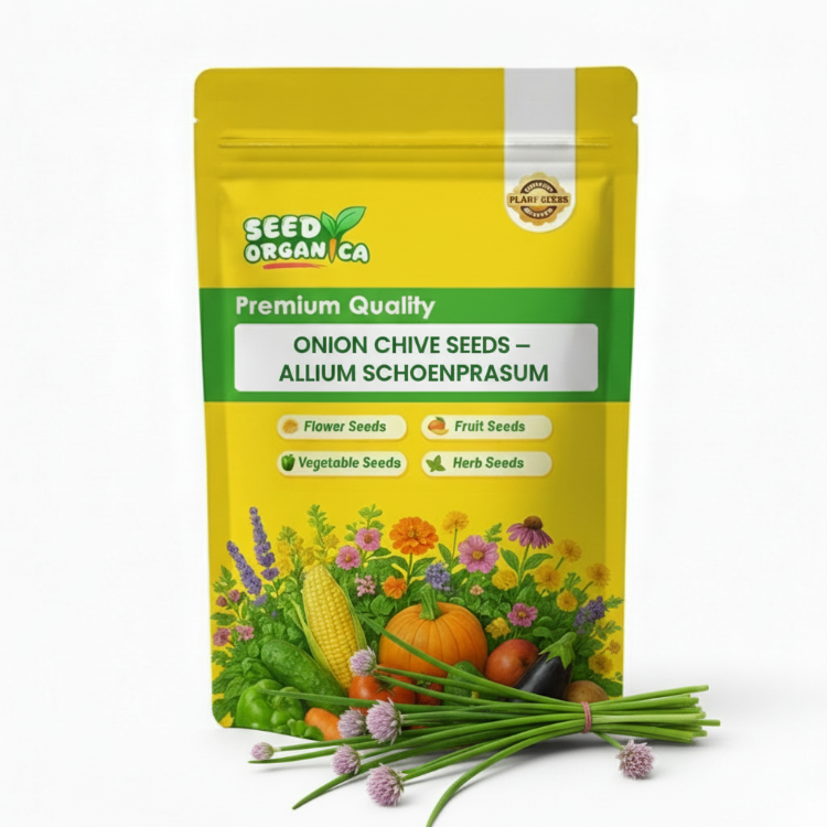 Onion Chive Seeds – Allium schoenoprasum
