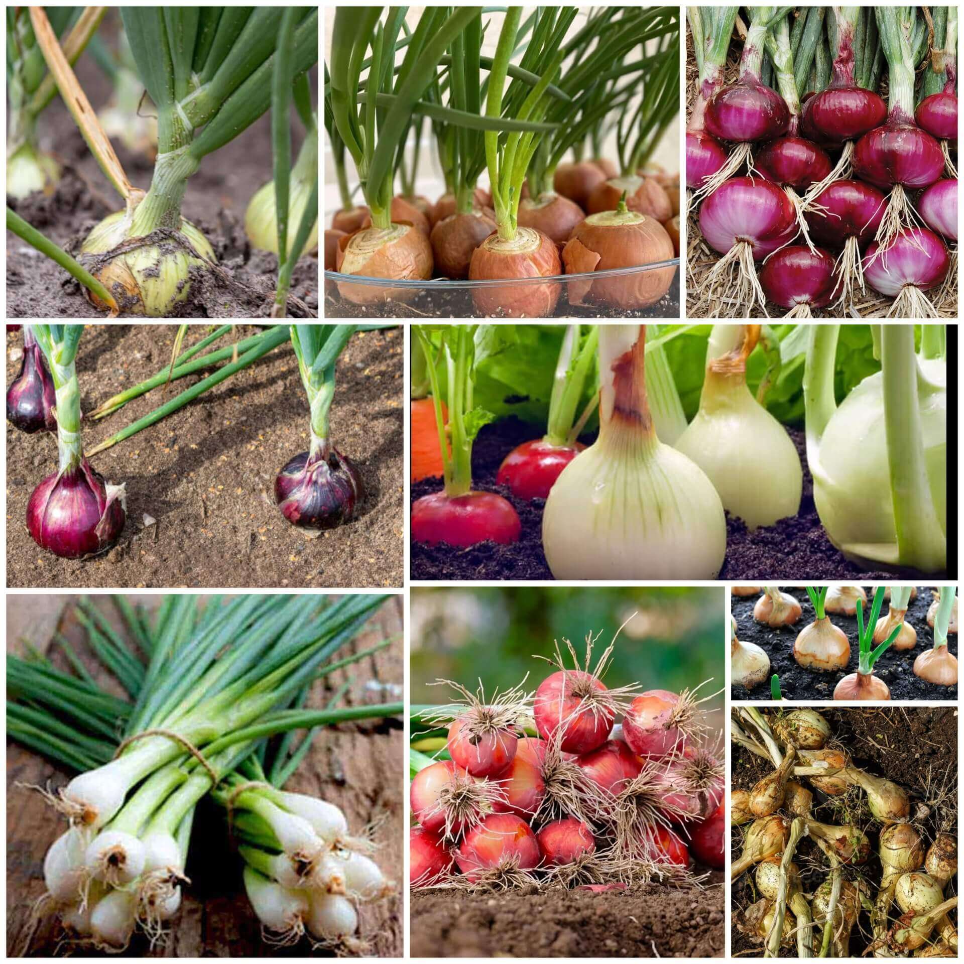Onion Seeds - All In One For Home Gardens