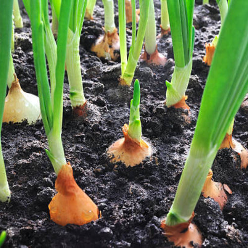 Onion Seeds - All In One For Home Gardens