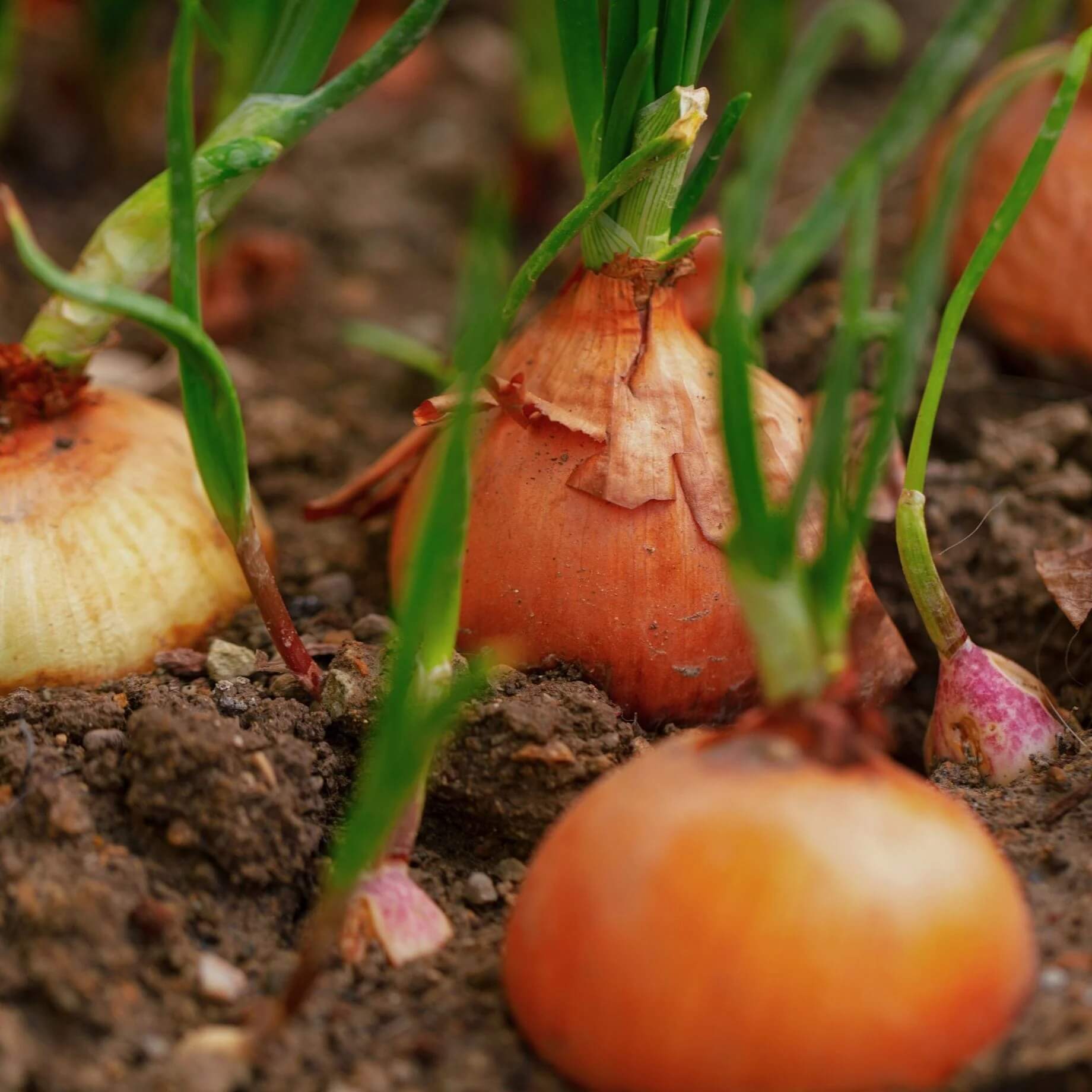 Onion Seeds - All In One For Home Gardens
